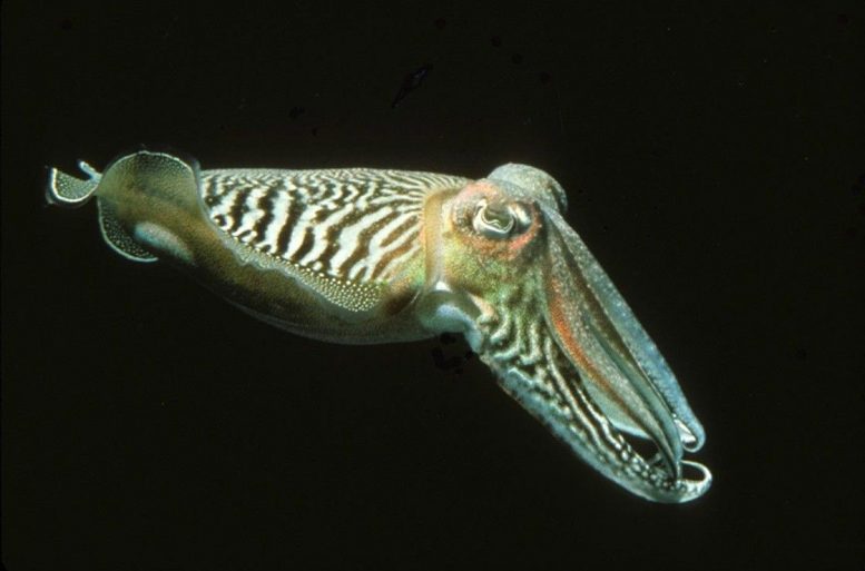 Common-Cuttlefish-Sepia-officinalis-777×513-1