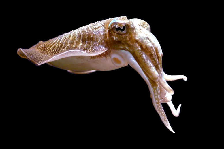 Large-Common-Cuttlefish-777×518-1