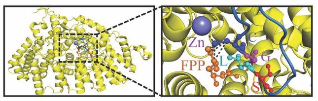 PARIS-Farnesyltransferase-Crystal-Structure