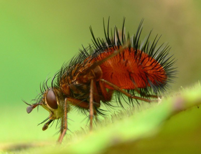 Tachinid-Fly-777×594-1