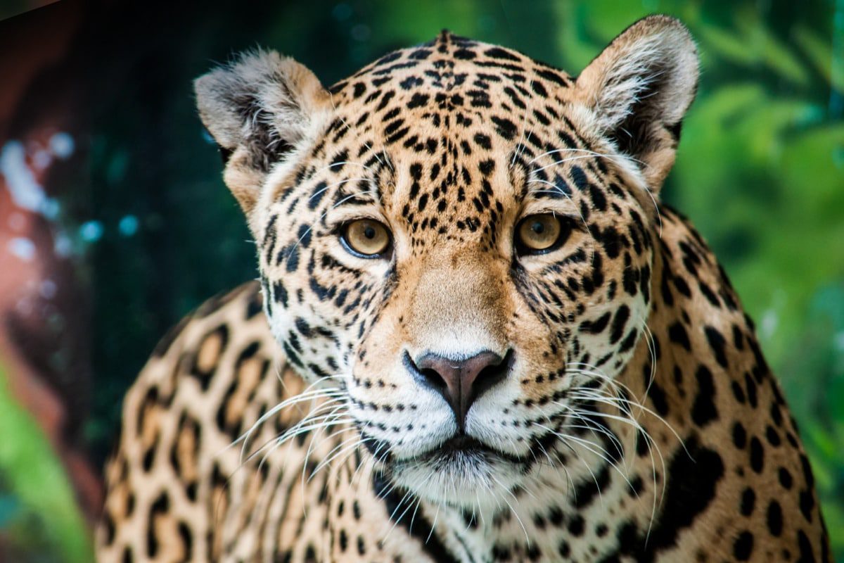 felino