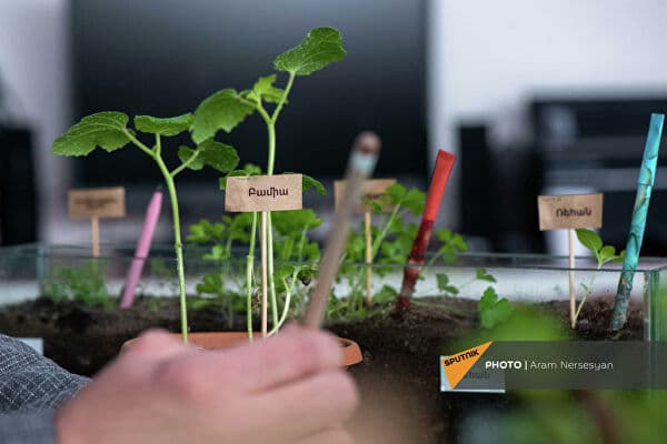 эко-ручки после использования можно посеять и вырастить растение