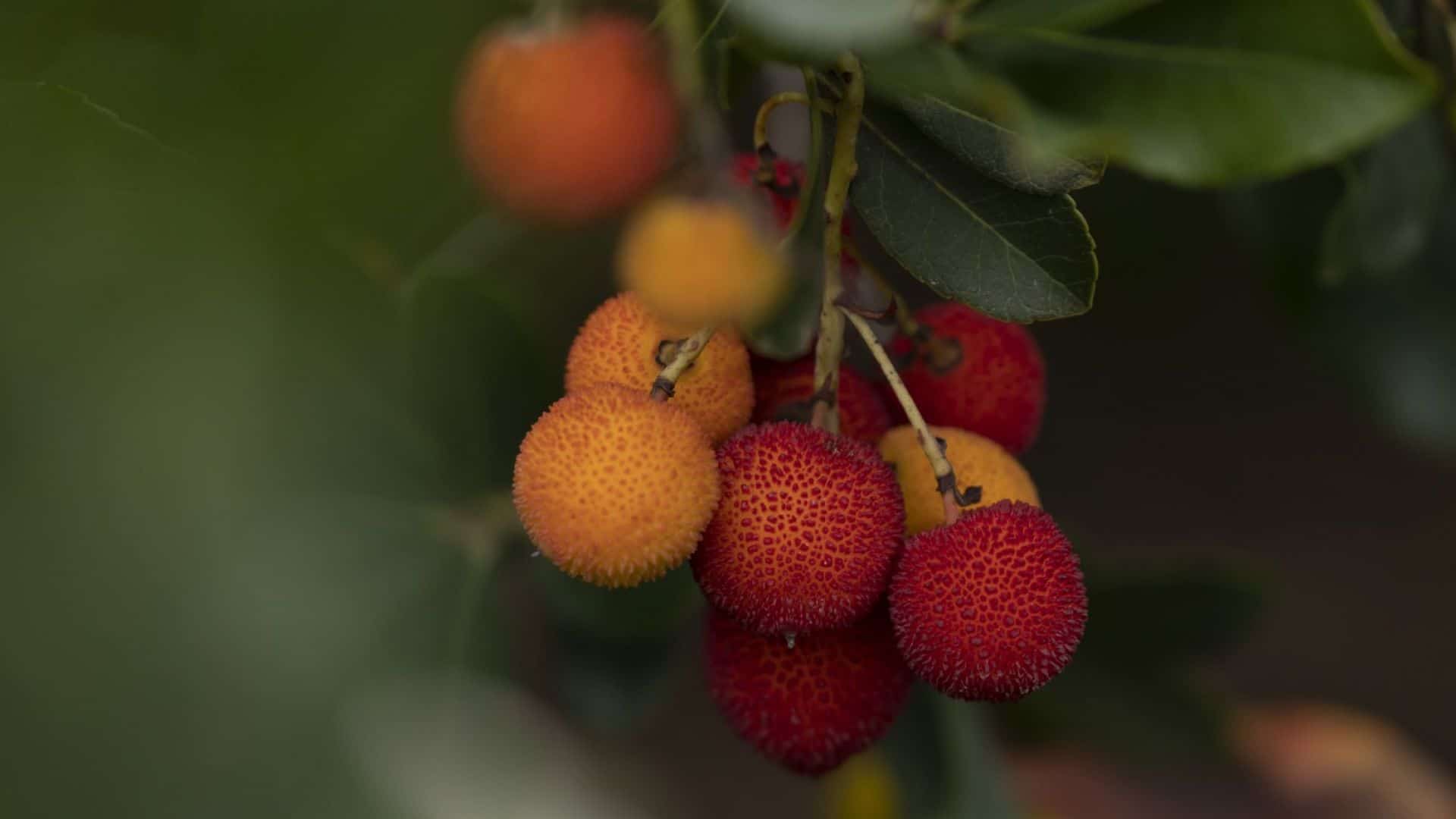 The bear with the strawberry tree