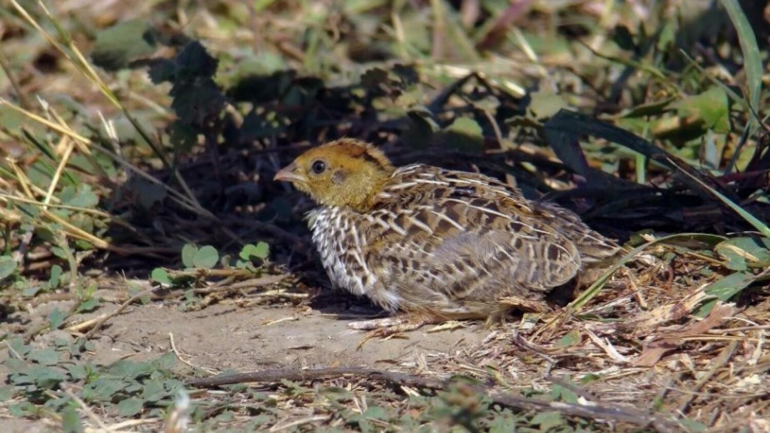 Quail and cuckoo – on the verge of extinction