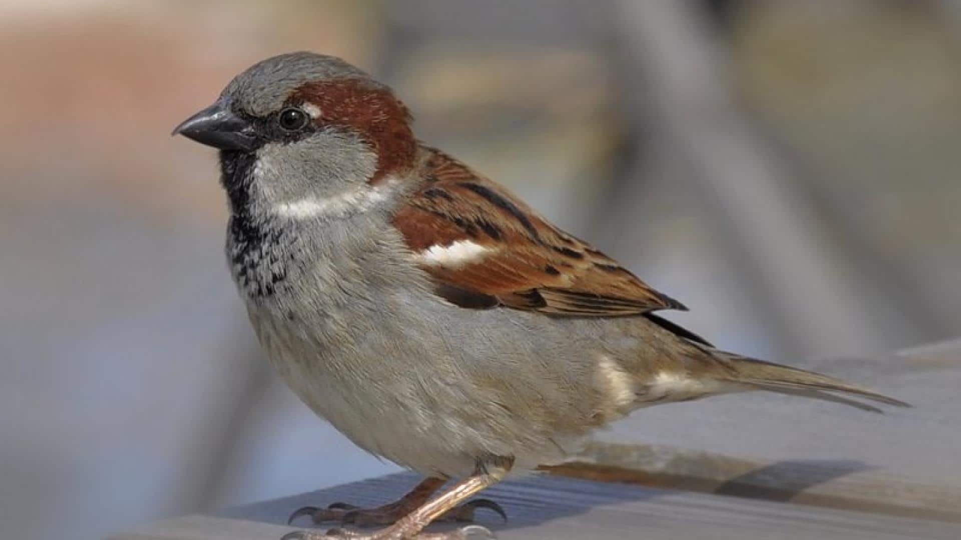 Why did millions of sparrows disappear?