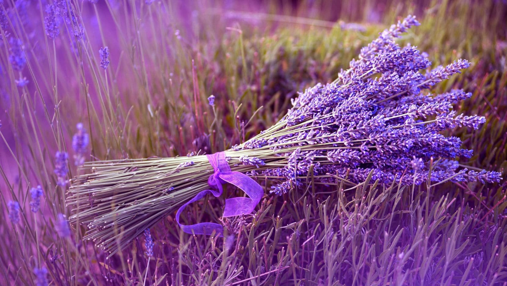 A fly will not fly: the 10 best repellent plants for the garden