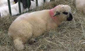 Sheep and rams from all over Russia came to Volgograd