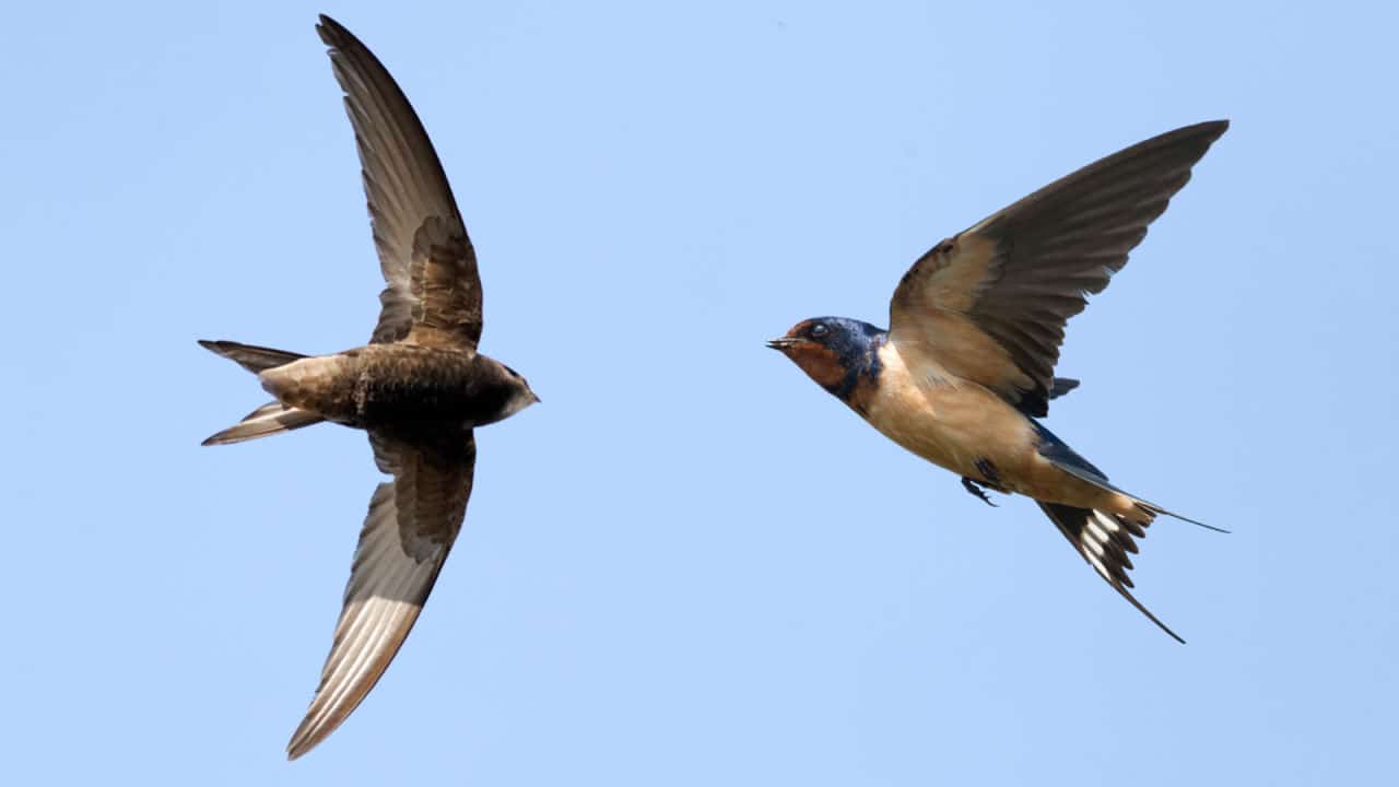 Why are swallows