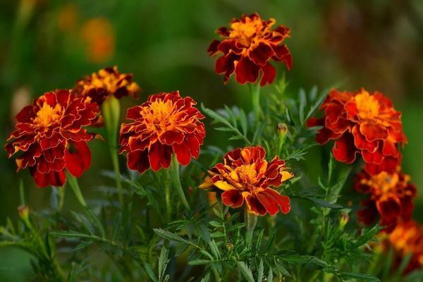8 flowers and herbs that repel spiders: what to plant in the garden