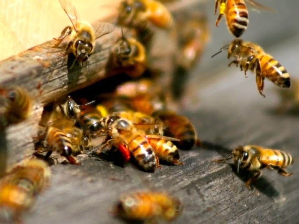 Bees work as air quality inspectors in Italy
