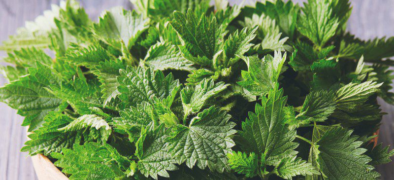 The wide range of benefits of nettle for our health