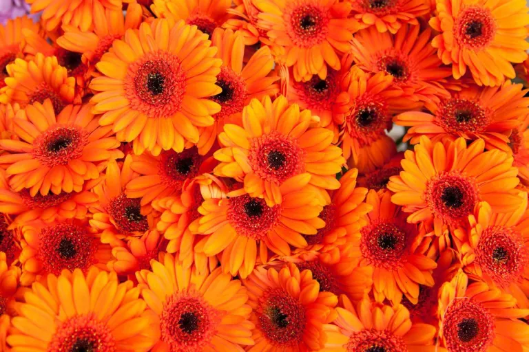 How flowers affect mood