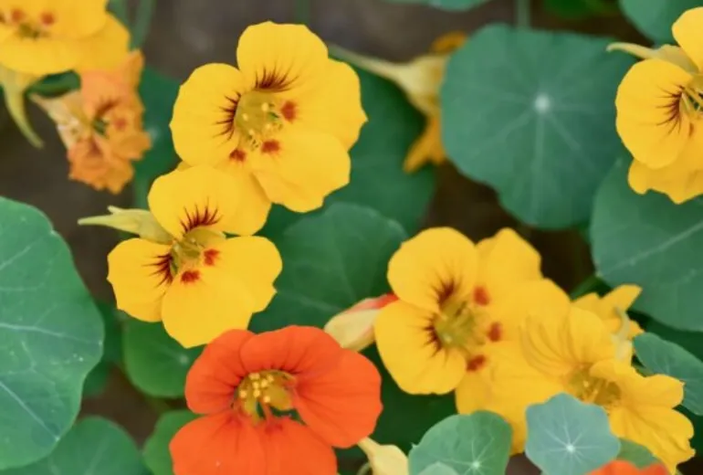 Nasturtium from the Tropaeolaceae family