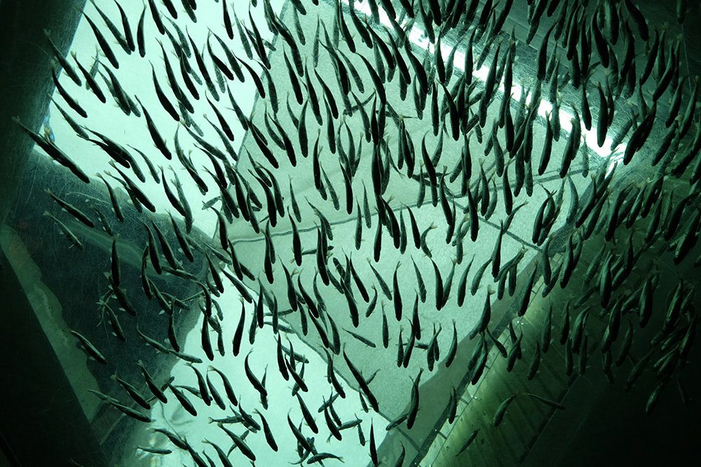 new aquaculture strategic guidelines for a more sustainable