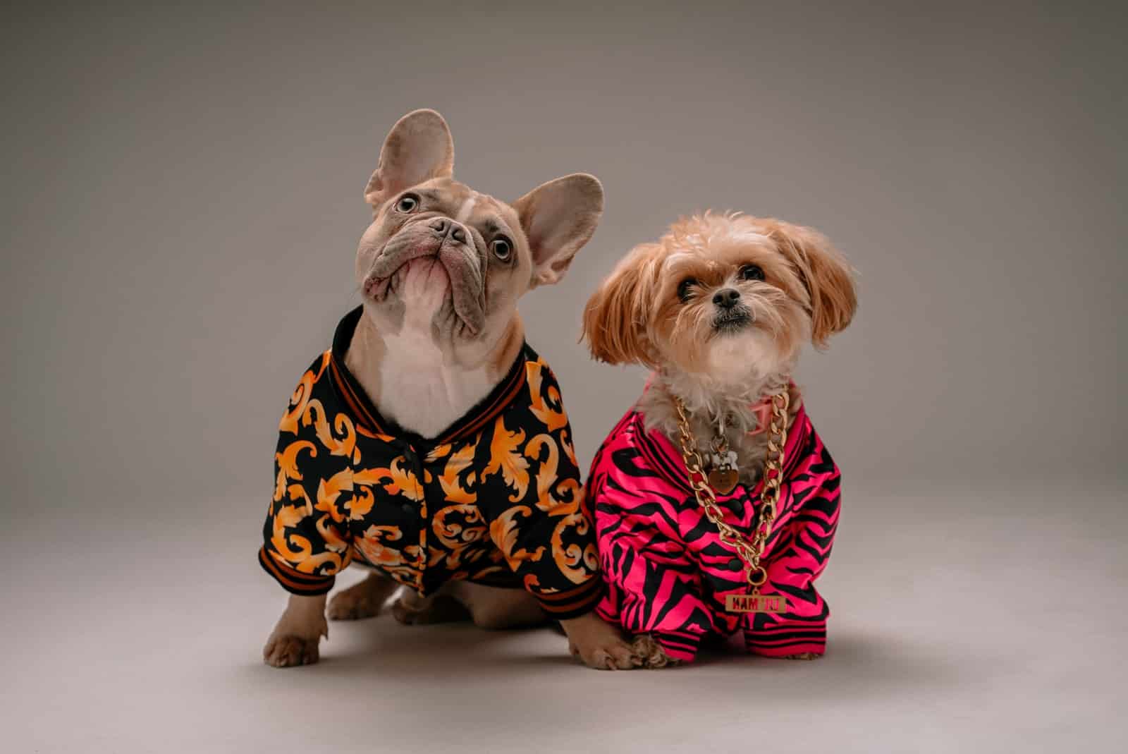 brown and white dog wearing pink and black polka dot dress