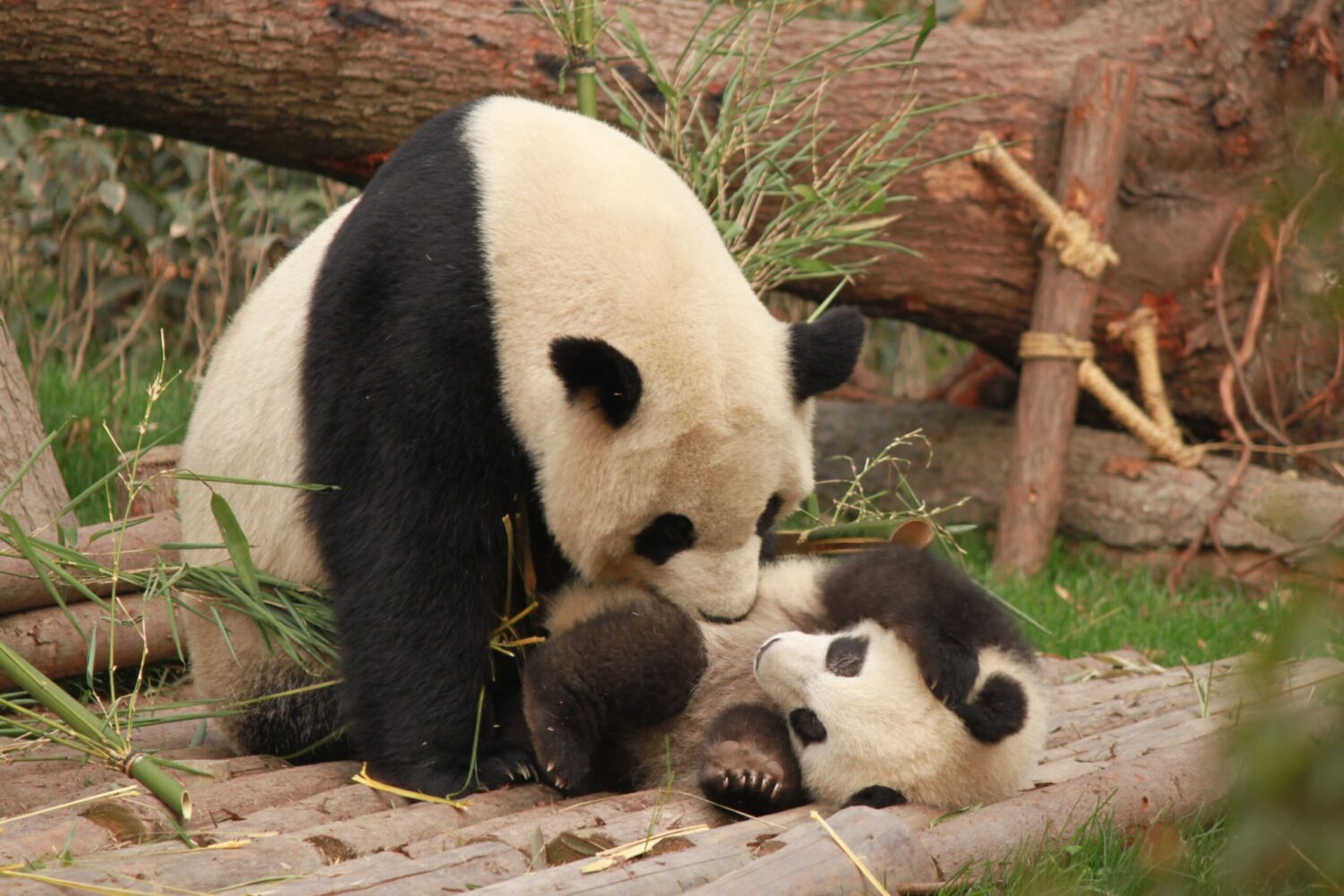 Copenhagen Zoo is implementing a new strategy