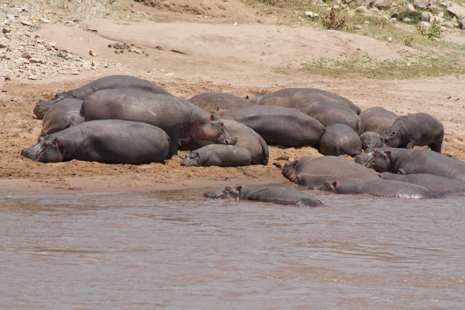 Why Namibia plans to kill over 700 wild animals