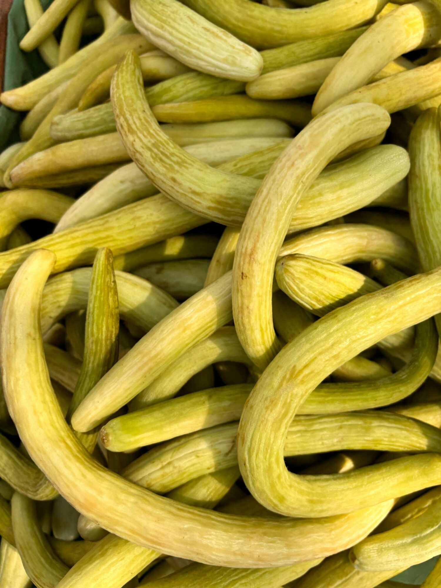 Why cucumbers grow crooked