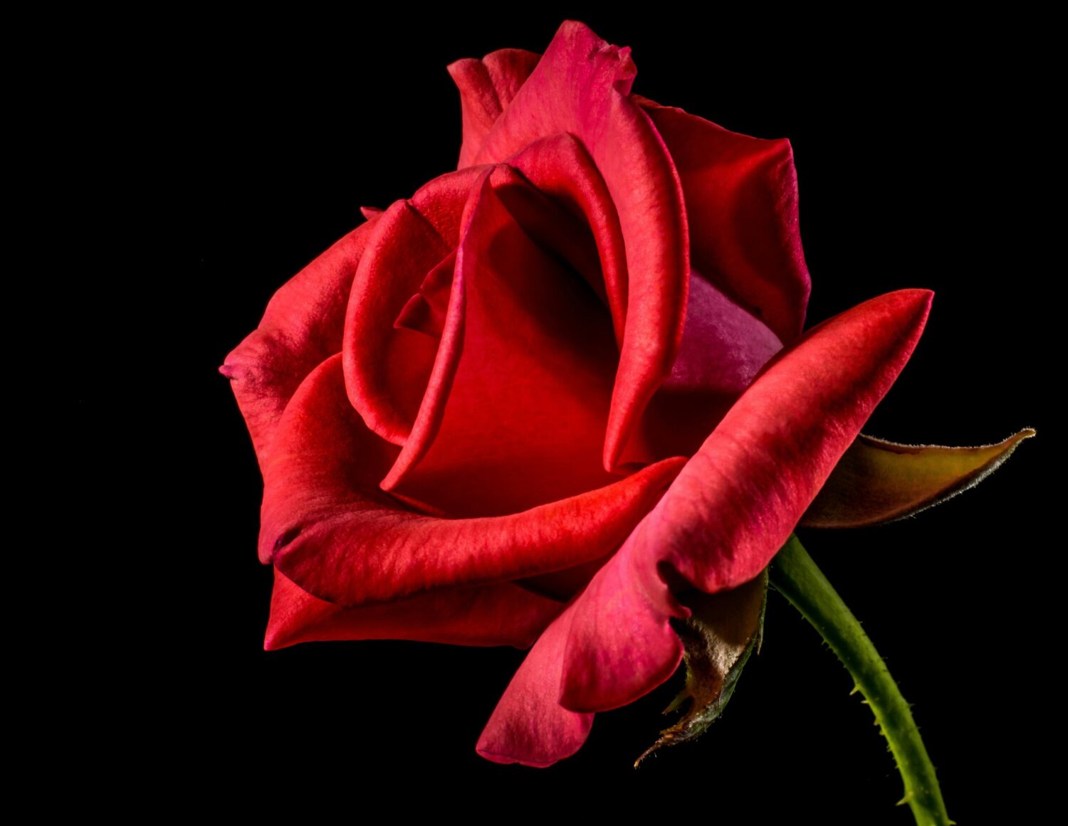 Why do roses have thorns