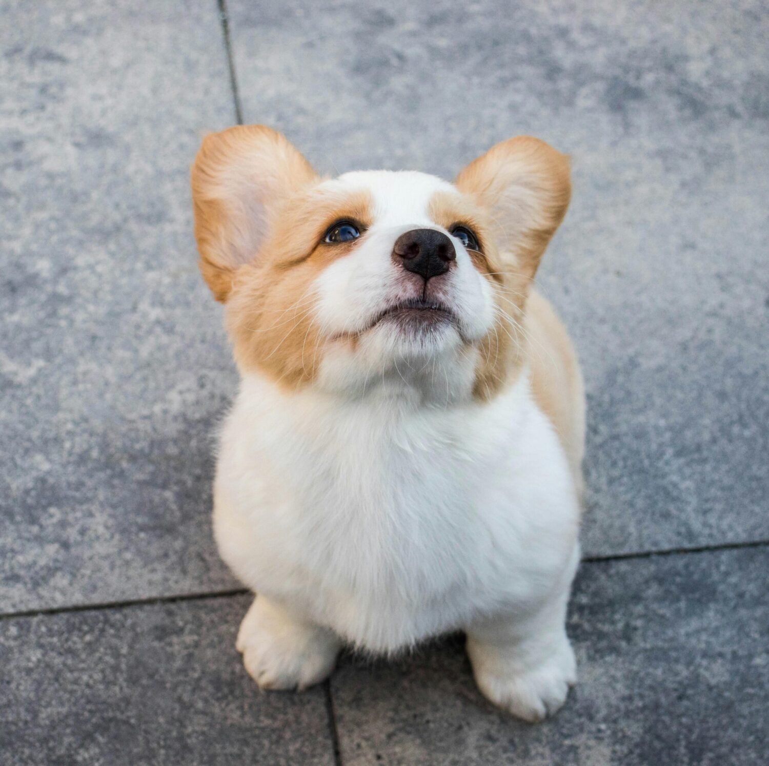 Why chocolate should not be given to dogs