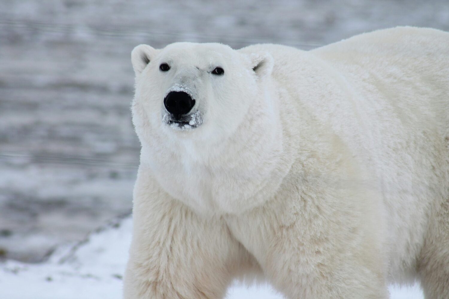 Polar bears split from brown bears 70,000 years ago, research shows