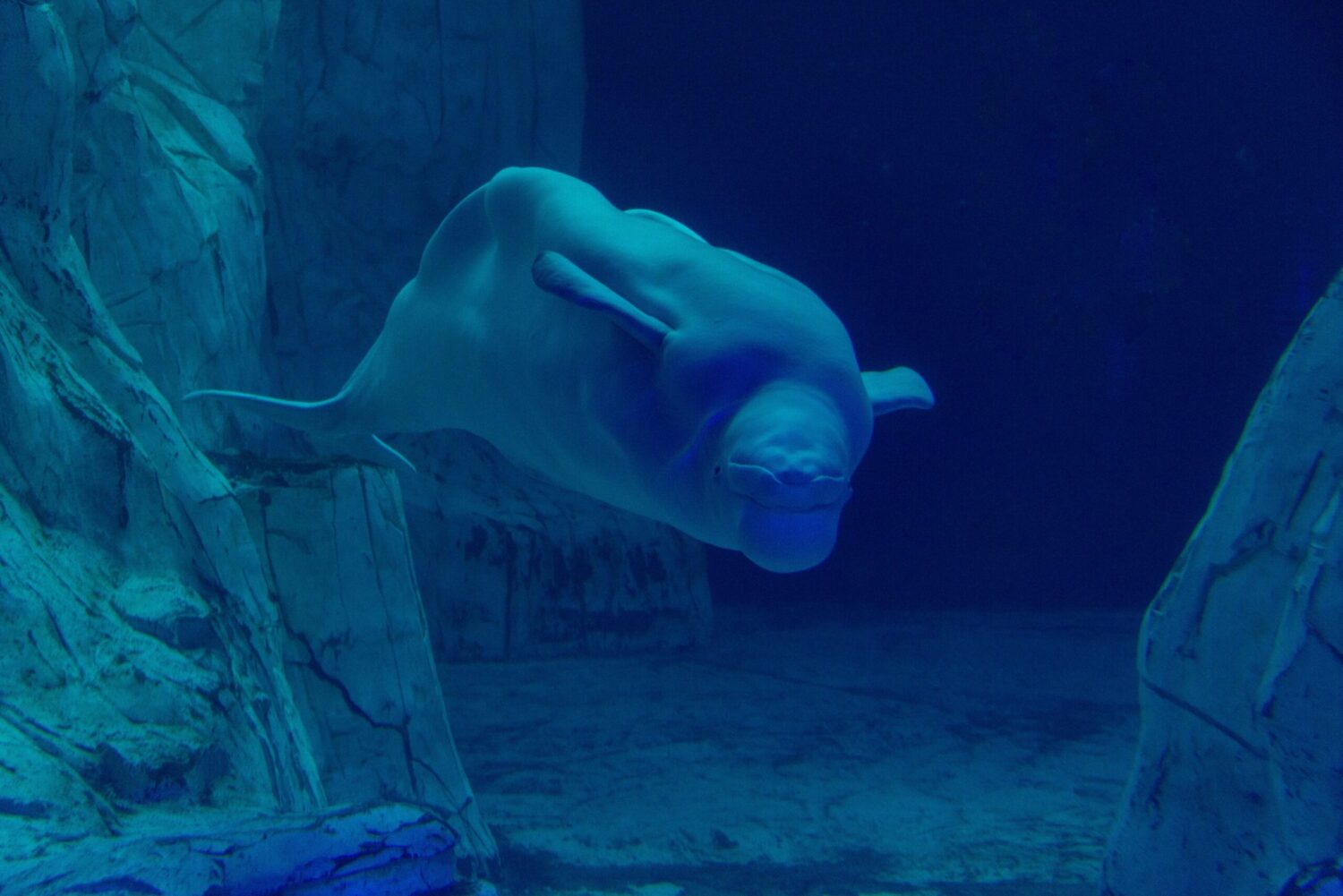 The beluga Hvaldimir acquitted