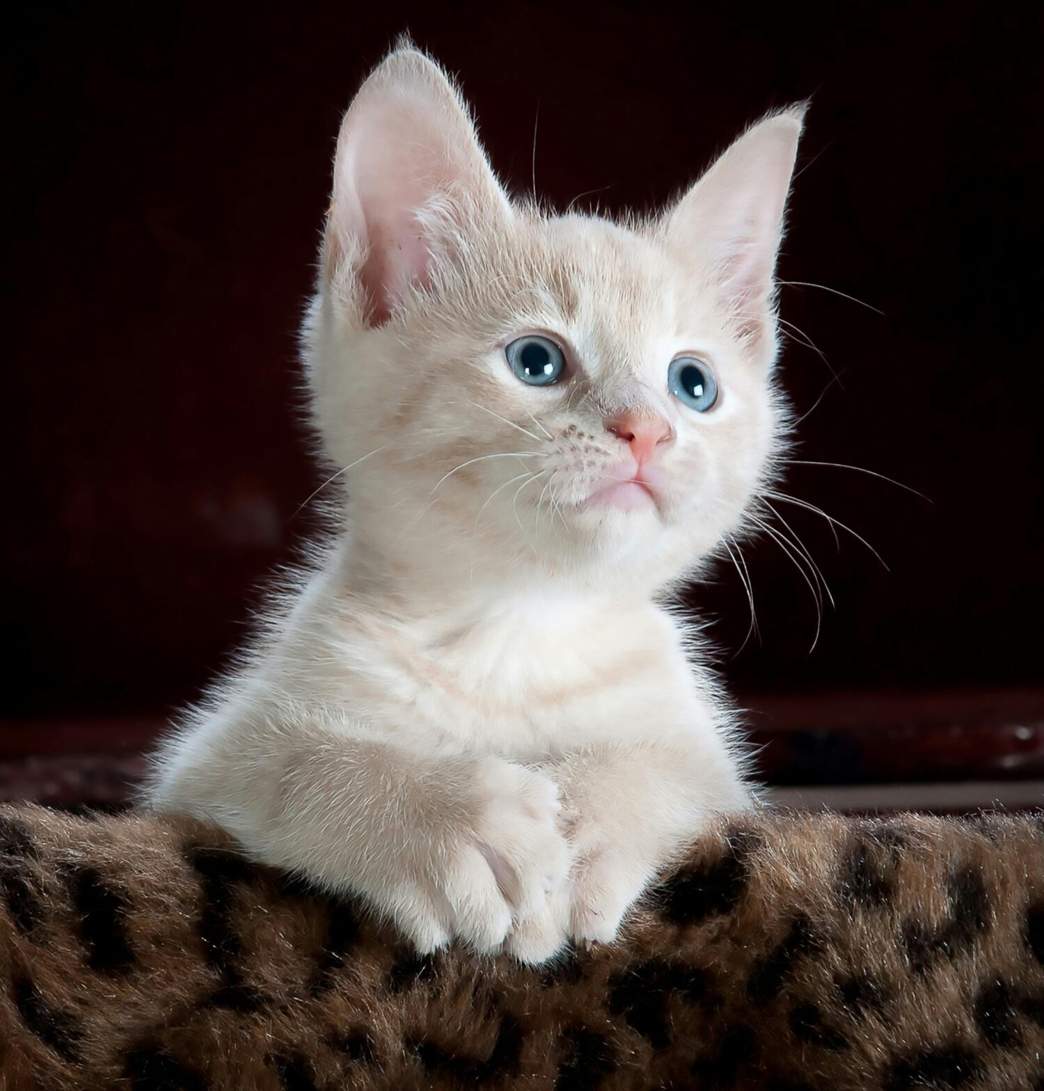 Physicist Discovers Equation That Describes Cat Motion