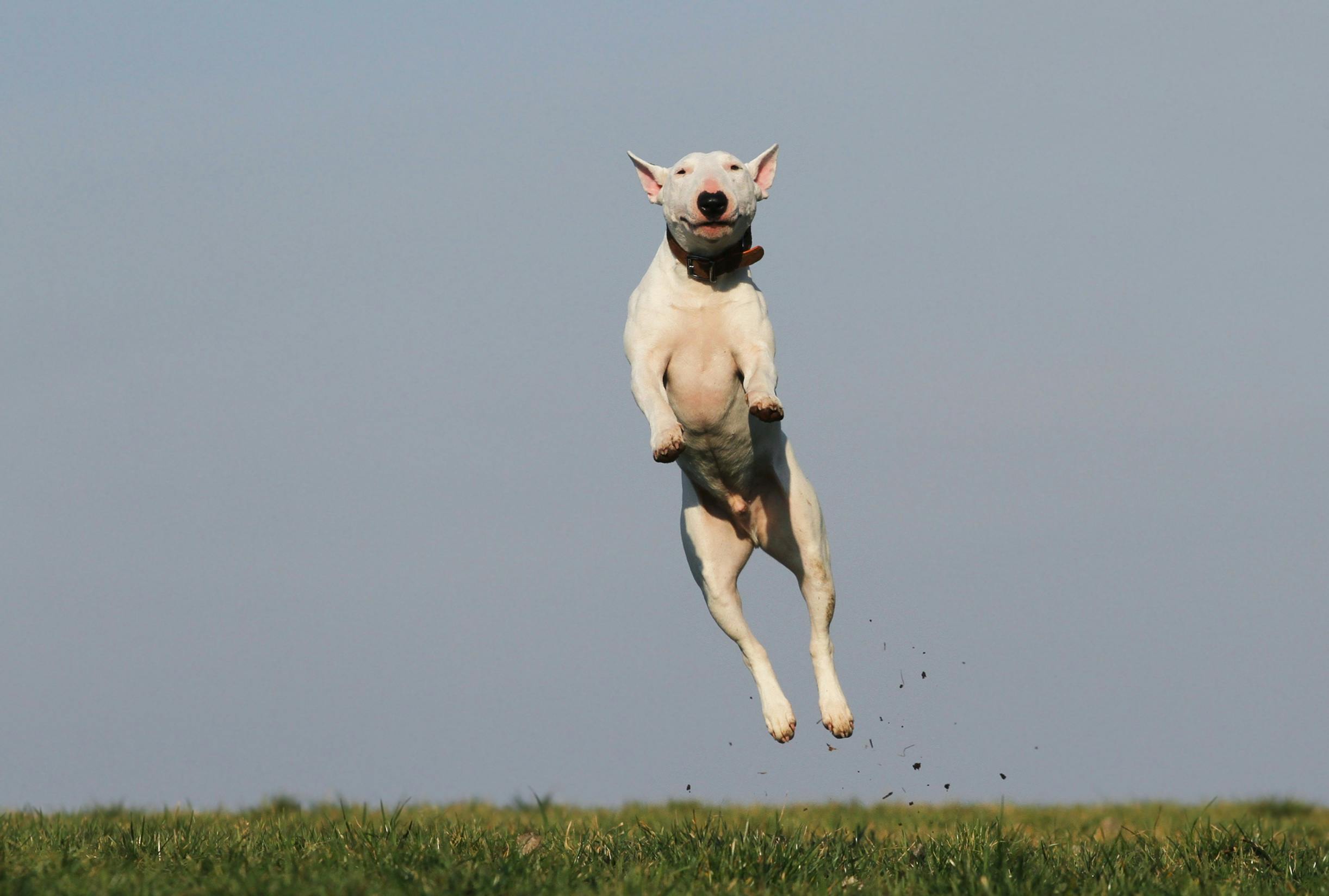 Why Do Dogs Jump When They’re Excited