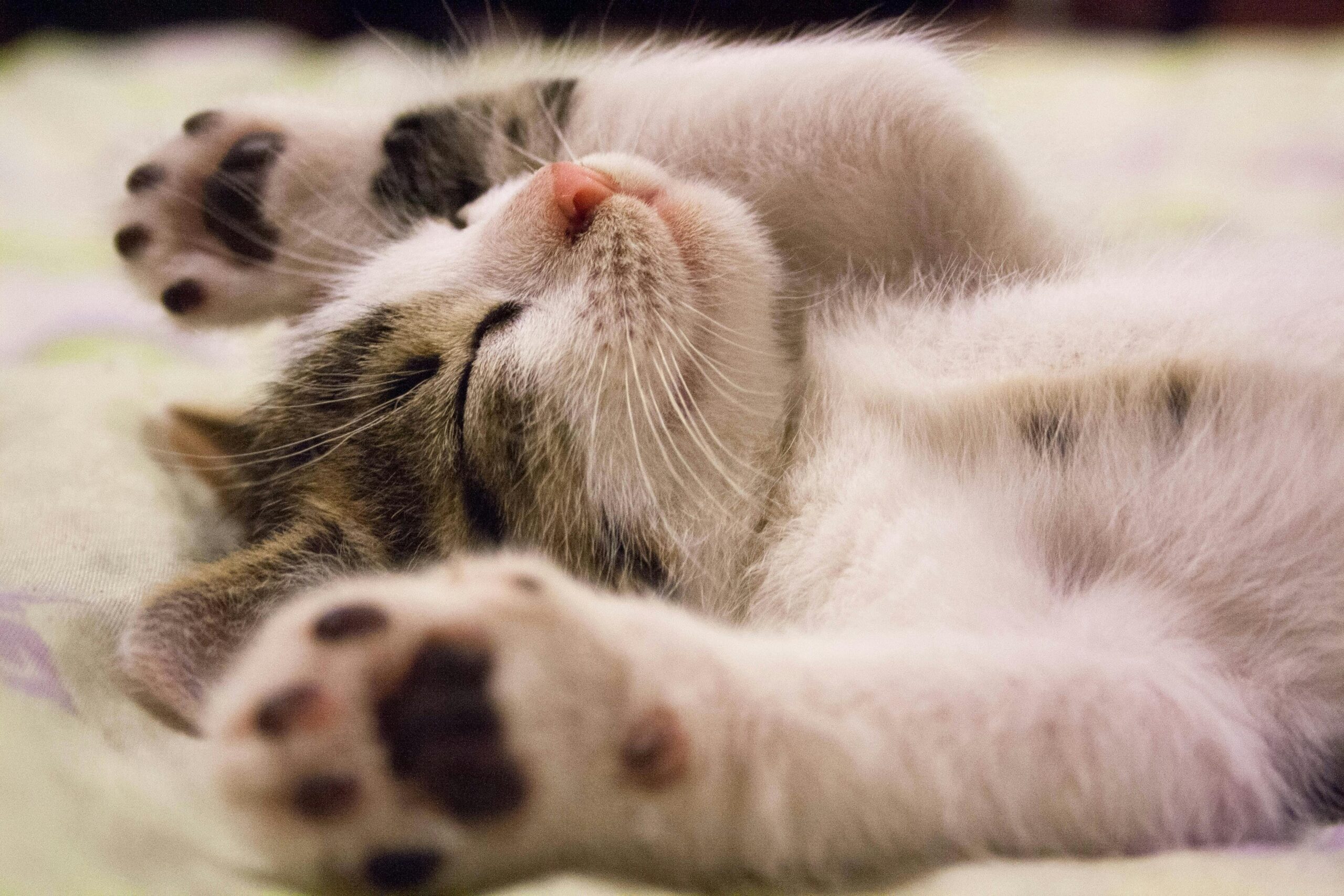 Cat’s favorite place to nap is on its owner