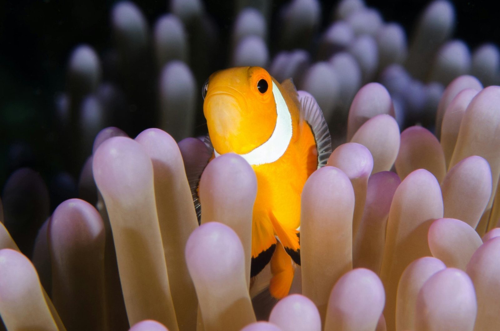 How fish see – news