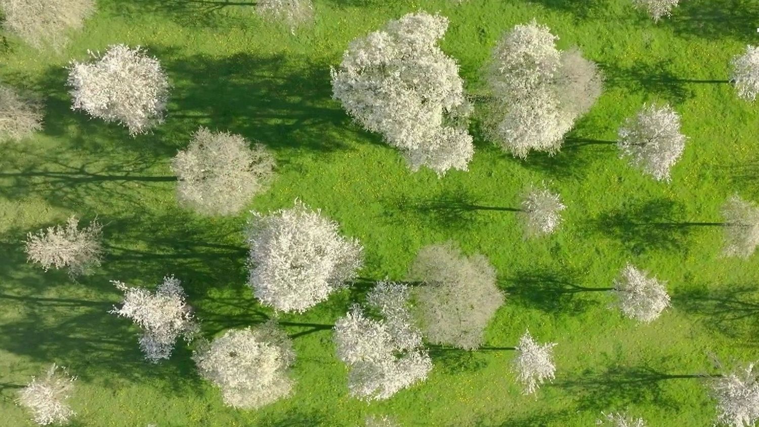 “We see the hedges, the apple trees, the pear trees, it’s magnificent”: the spectacle of pear trees in flower, a springtime pleasure for the Normans