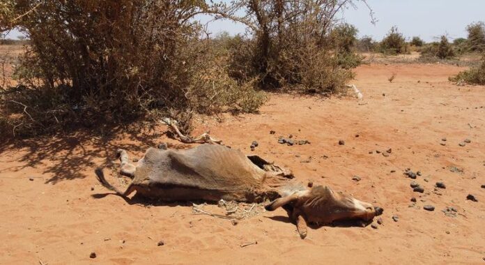 1778223737_image770x420cropped.jpg World News in Brief: Somalia drought response, Gaza and Ukraine aid updates, human rights abuses in Tunisia