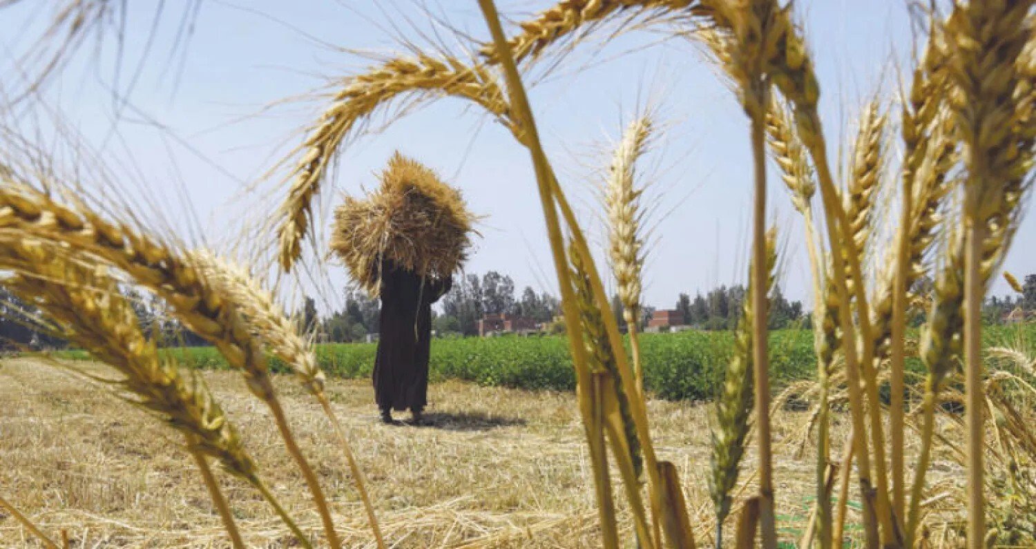 خطة مصرية لـ “توطين” قمح الخبز بحلول 2028