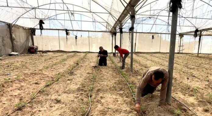 Gaza farmers battle to rebuild as WFP warns of West Bank settler violence Gaza farmers battle to rebuild as WFP warns of West Bank settler violence