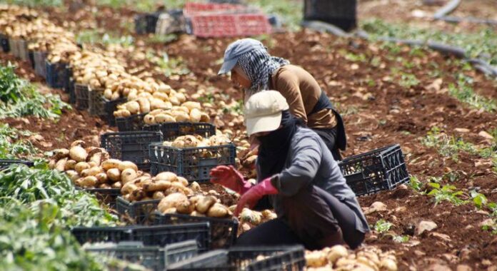 As wars spread, the global food system unravels