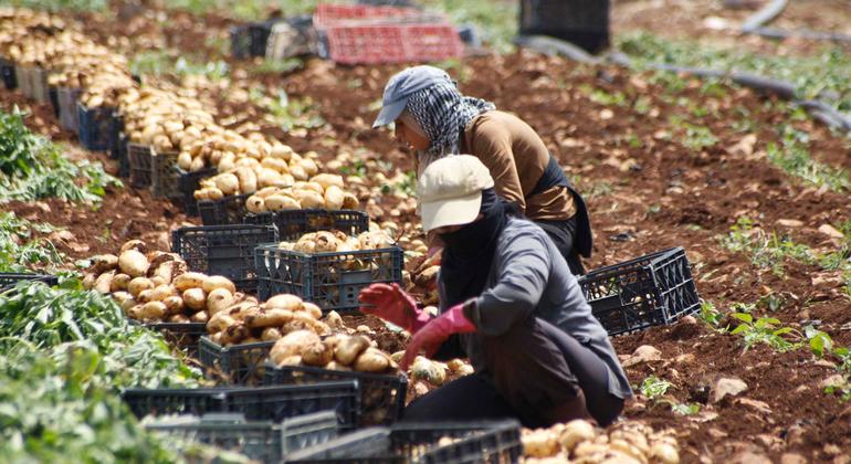 As wars spread, the global food system unravels