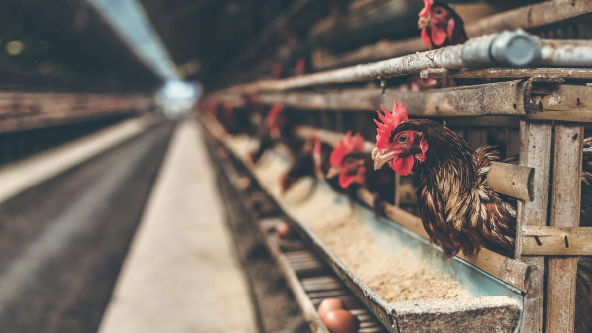 EU Sets Common Rules for Livestock Pollution