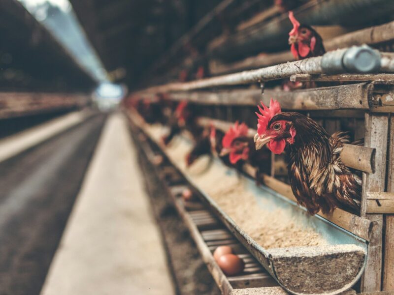 EU Sets Common Rules for Livestock Pollution