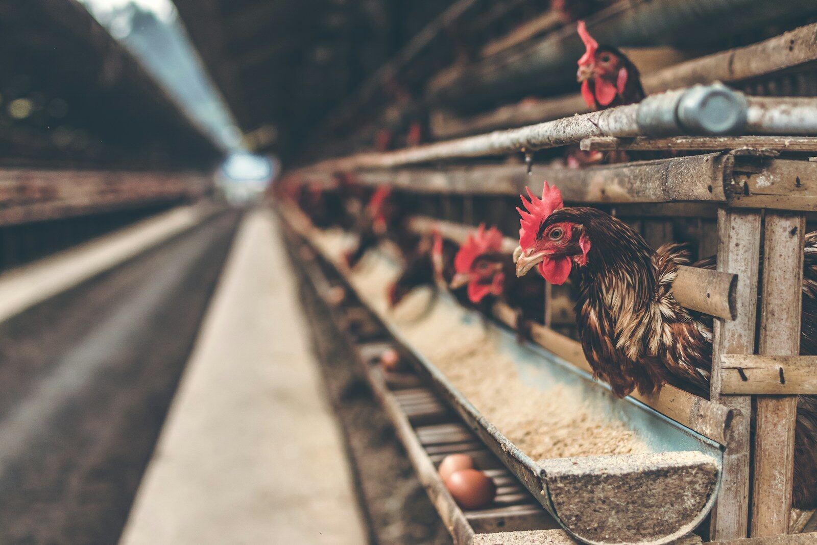 EU Sets Common Rules for Livestock Pollution
